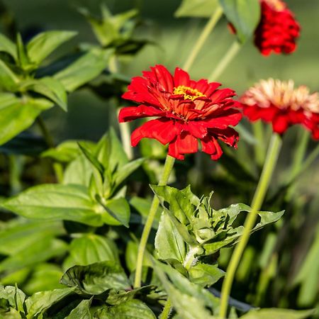 Atputas Vieta Braltirumi Purciems Экстерьер фото
