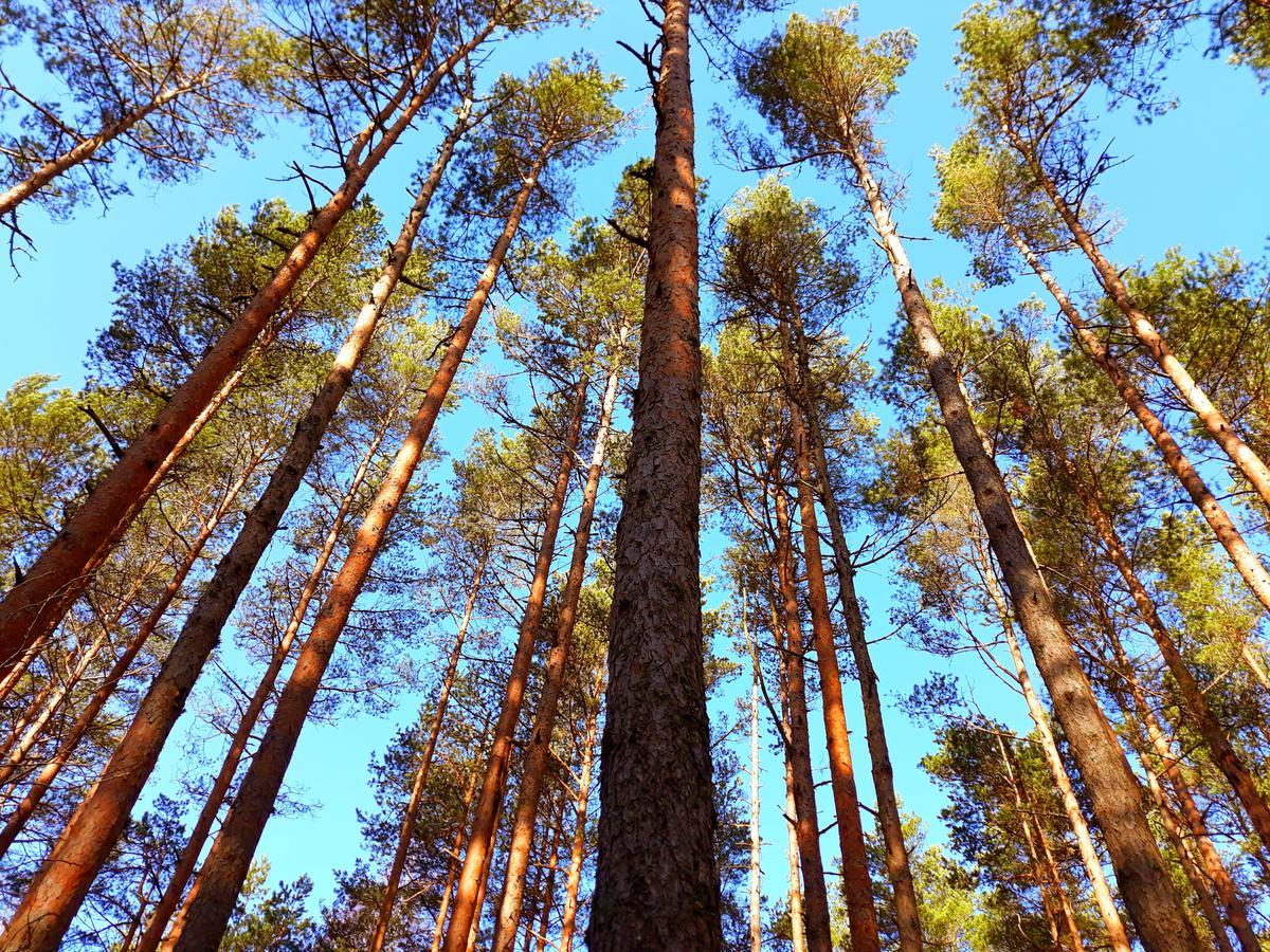 Atputas Vieta Braltirumi Purciems Экстерьер фото